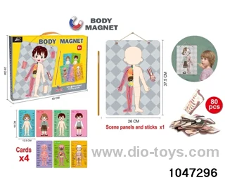 Magnetic Human Body Science Kit in color box
