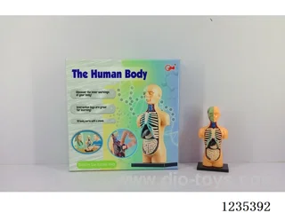 Human body set