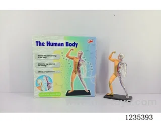 Human body set