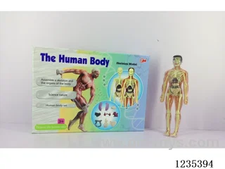 Human body set