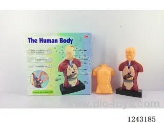 human body combinations