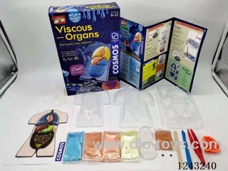 DIY anatomy of human organs interesting science plastic injection clay boutique set