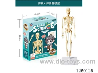 Realistic Human Body Model