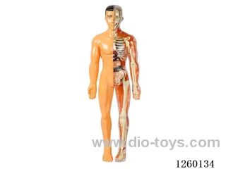 Human Body Model Kit