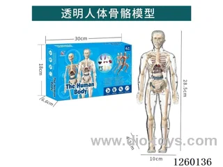 Human Body Model Kit (Fully Transparent Version)