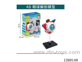 4D Eyeball Model