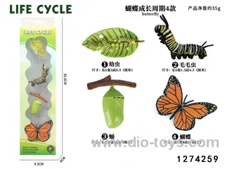 butterfly lifecycle in PET box