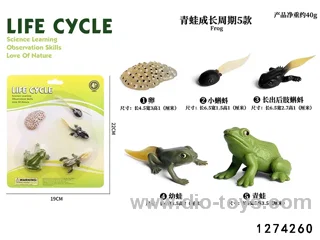 frog lifecycle in blister card