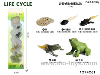 frog lifecycle toy in PET box