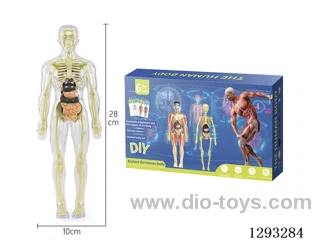 28CM Fully Transparent Human Figure, 30PCS