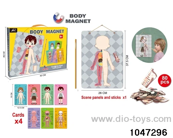 Magnetic Human Body Science Kit in color box