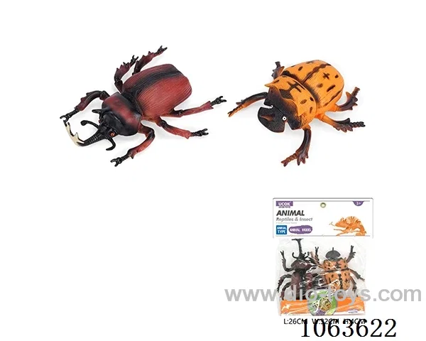 insect