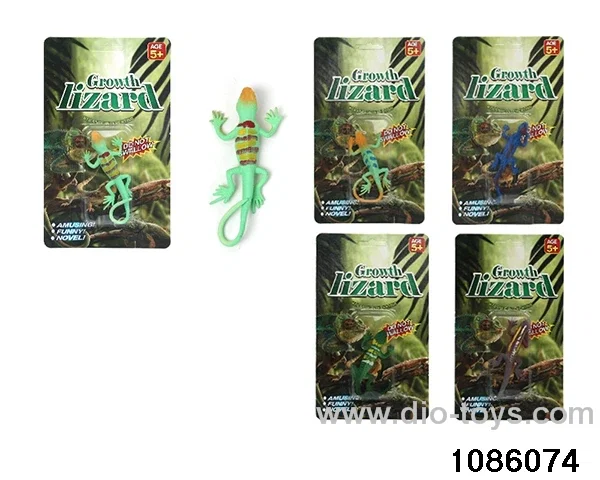 Soaked and swollen wild lizards in paper card