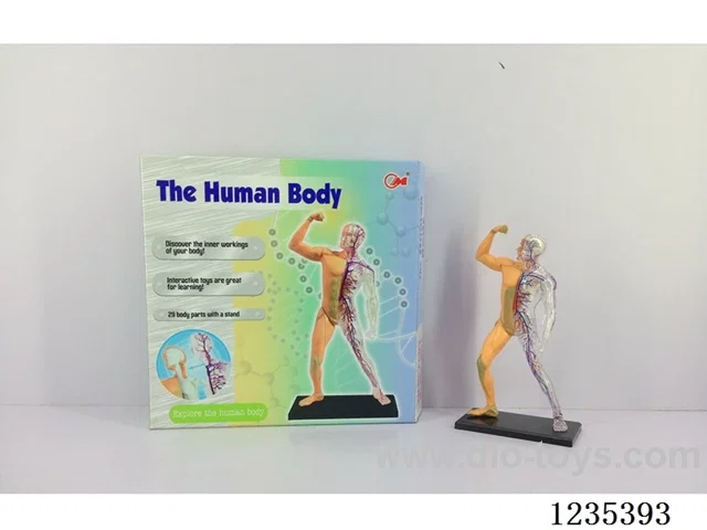 Human body set