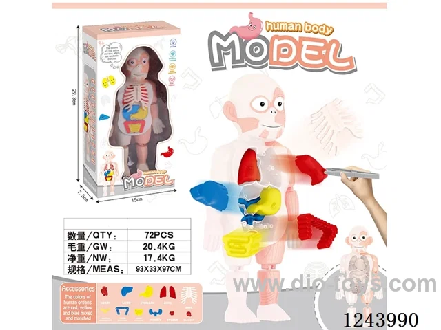 Human Body Model