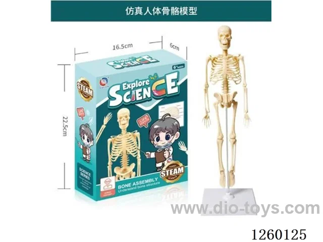 Realistic Human Body Model
