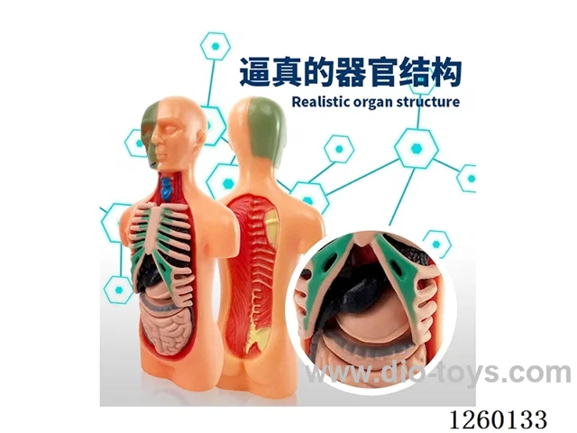 Human Body Model