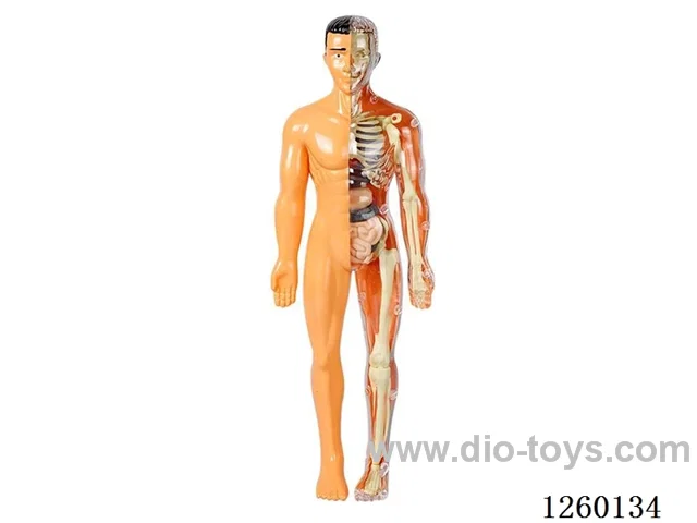 Human Body Model Kit