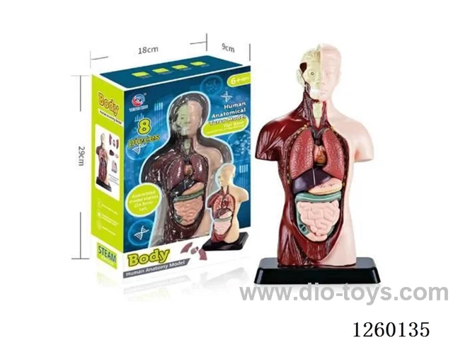 Human Body Model