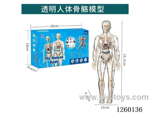 Human Body Model Kit (Fully Transparent Version)