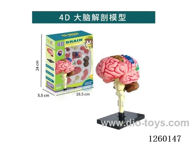 4D Brain Model