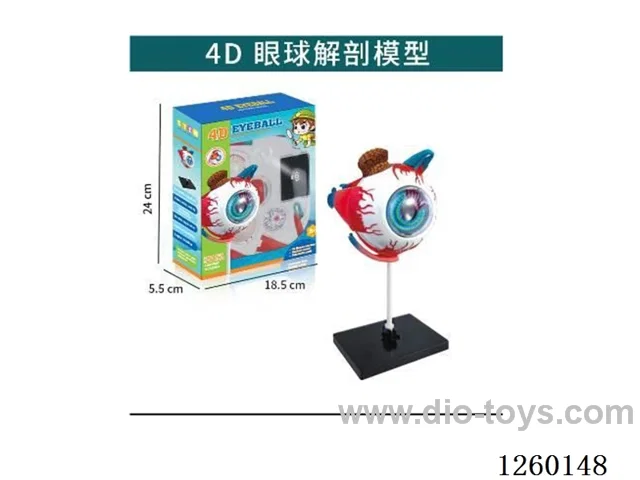 4D Eyeball Model