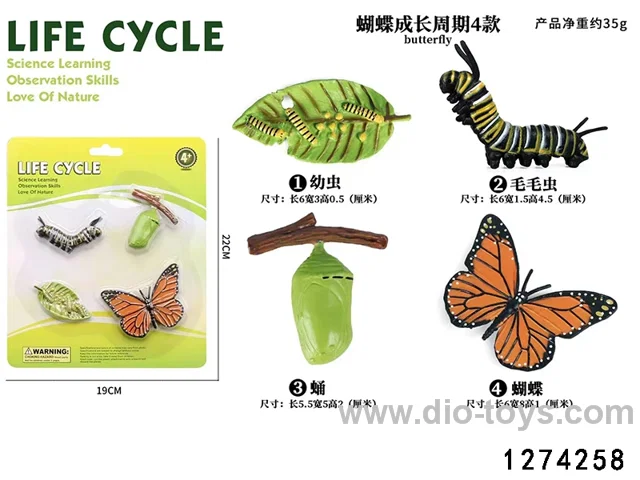 butterfly lifecycle in blister card