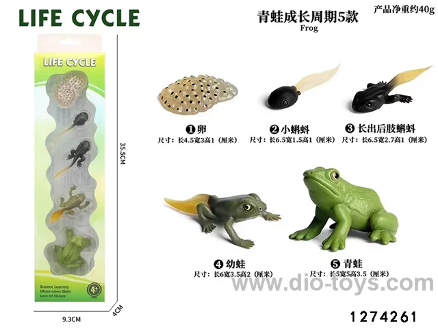 frog lifecycle toy in PET box