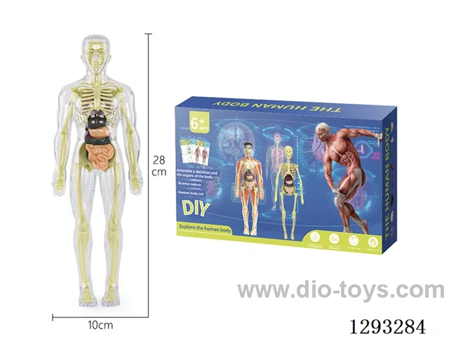 28CM Fully Transparent Human Figure, 30PCS